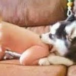 「かわいい犬｣思わずに笑っちゃう！腹がよじれる おもしろ犬動画選！#2
