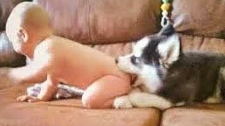 かわいい犬 思わずに笑っちゃう 腹がよじれる おもしろ犬動画選 2 Dogtv