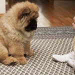 【面白い動画】 かわいい猫 – かわいい犬 – 最も面白いペットの動画 #16