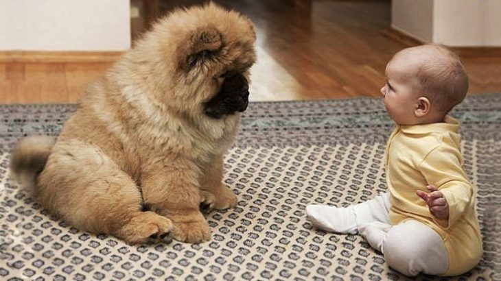 犬が赤ちゃんに教えてくれる驚くべき瞬間 かわいい犬 かわいい赤ちゃん 面白い赤ちゃんとペット Dogtv