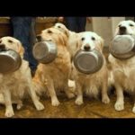 「かわいい」１０分間腹が痛いほど爆笑する犬, 猫,動物のおもしろハプニング #2