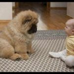 犬が赤ちゃんに教えてくれる驚くべき瞬間、かわいい犬、かわいい赤ちゃん –  面白い赤ちゃんとペット