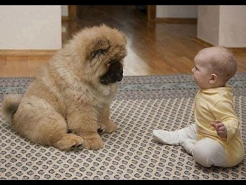 犬が赤ちゃんに教えてくれる驚くべき瞬間 かわいい犬 かわいい赤ちゃん 面白い赤ちゃんとペット Dogtv 犬が赤ちゃんに教えてくれる驚くべき瞬間 かわいい犬 かわいい赤ちゃん 面白い赤ちゃんとペット Dogtv