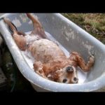 絶対に笑う あり得ないことをする犬 おもしろい犬のハプニング 失敗画像集 46 Dogtv 絶対に笑う あり得ないことをする犬 おもしろい犬のハプニング 失敗画像集 46 Dogtv