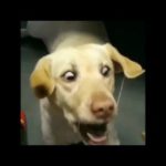 面白い動物 最高におもしろい犬 絶対に笑える犬 かわいい犬の物語5 いきものがたり Dogtv