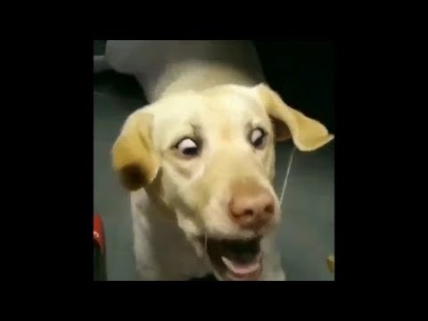 かわいい犬の癒やし動画まとめ Dogtv