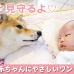 ［かわいい犬］赤ちゃんにやさしく接するワンコたち【PECO】