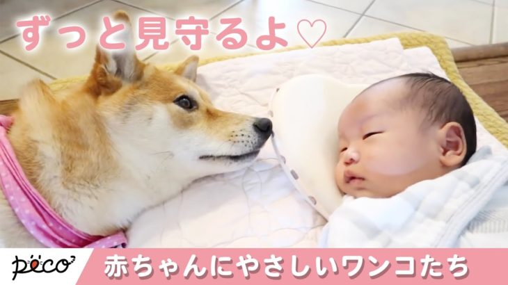 かわいい犬の癒やし動画まとめ Dogtv